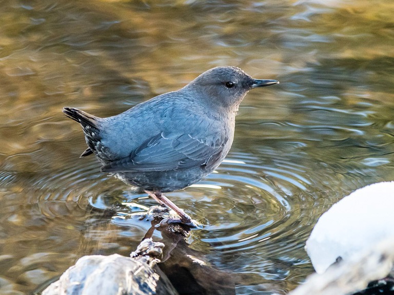 Birding