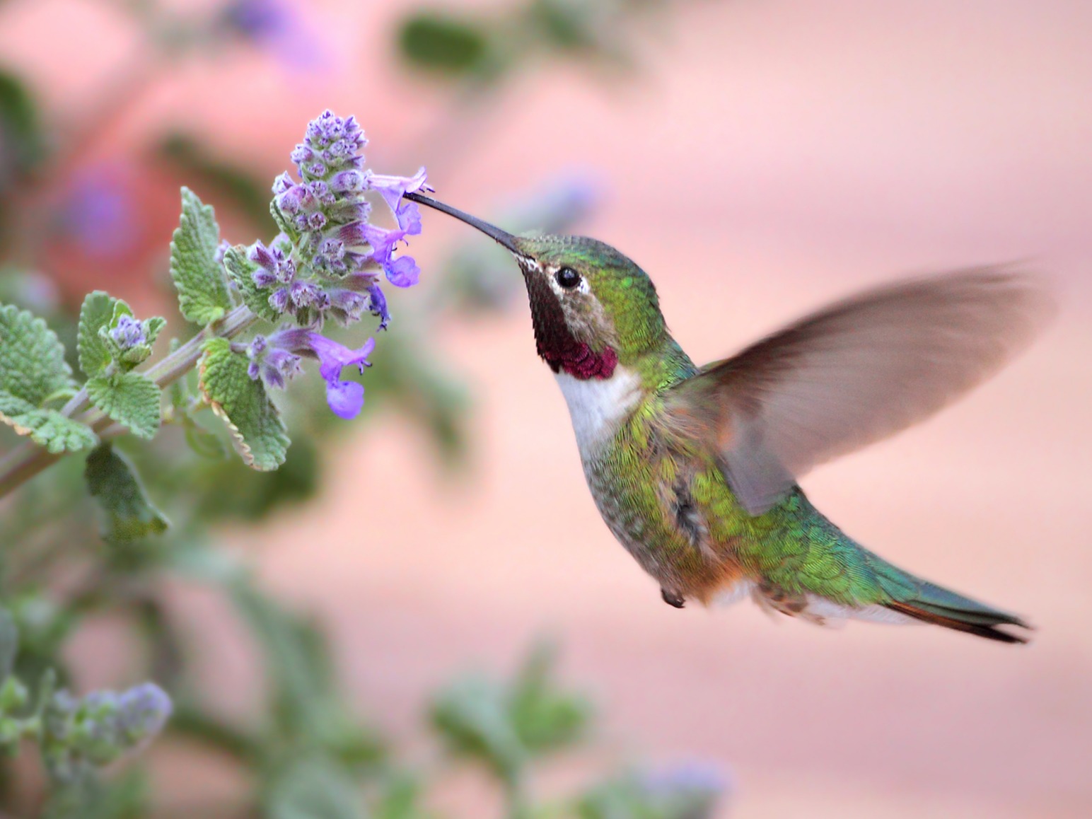 Birding