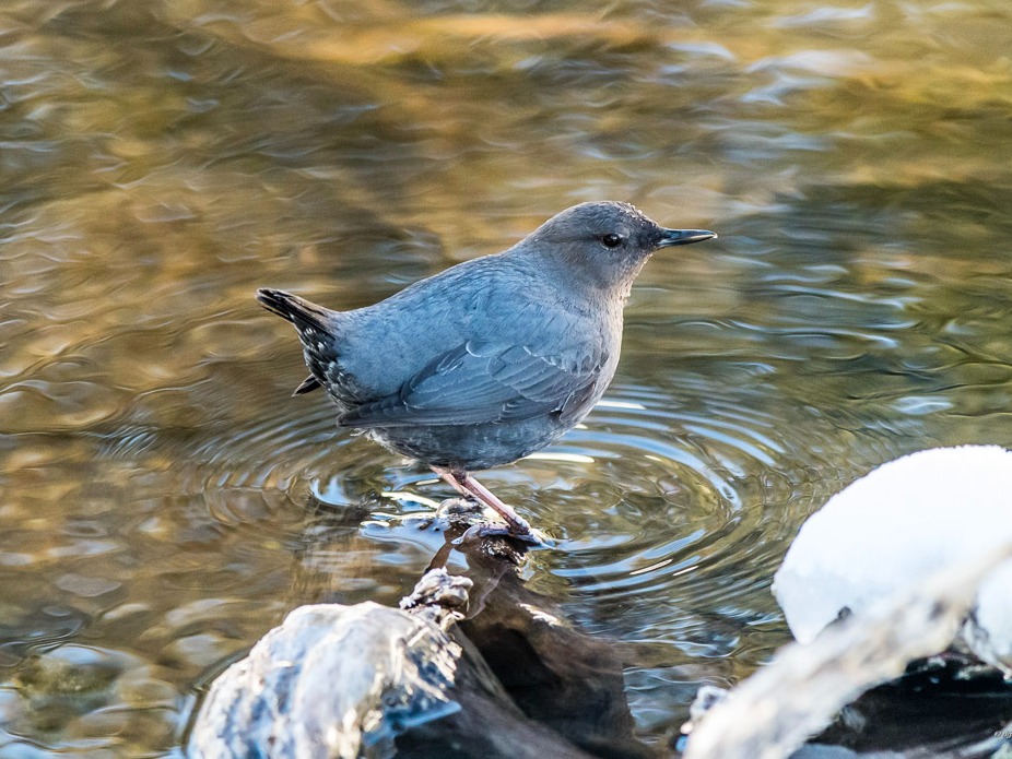 Birding