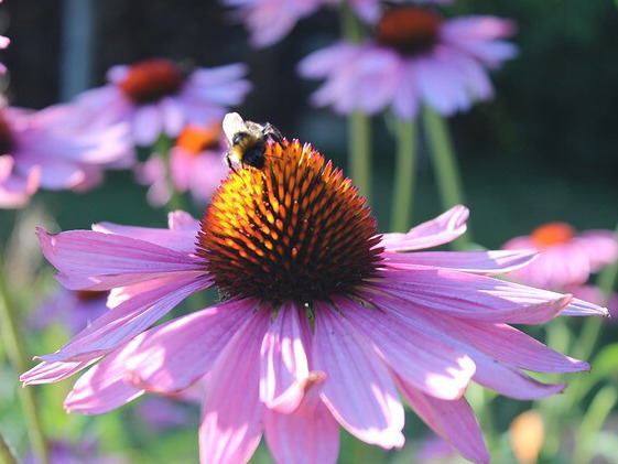 Homeschool Explorers 2026