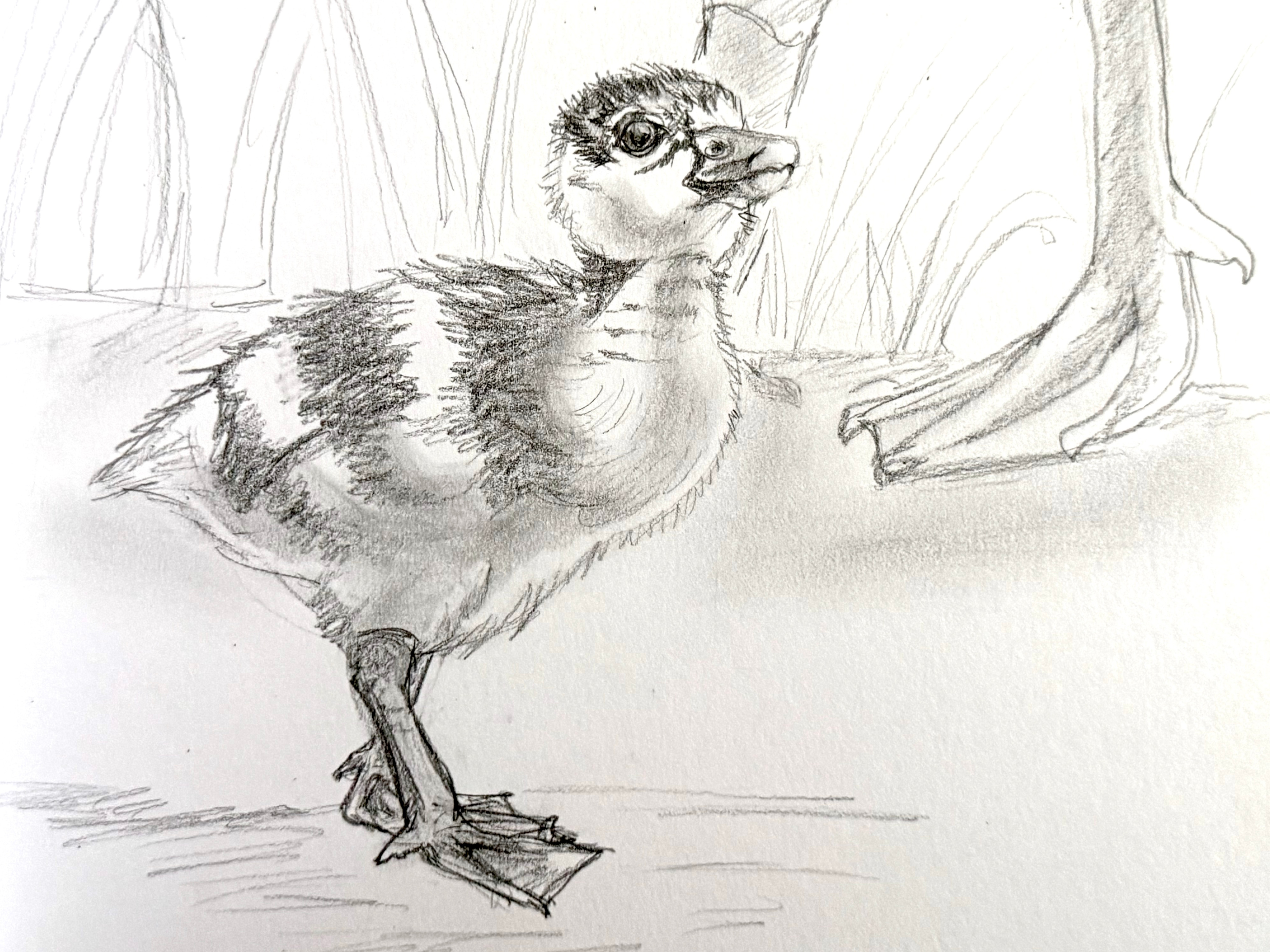 JULY-AUGUST: Woodstock Art Classes (6-8 week sessions)