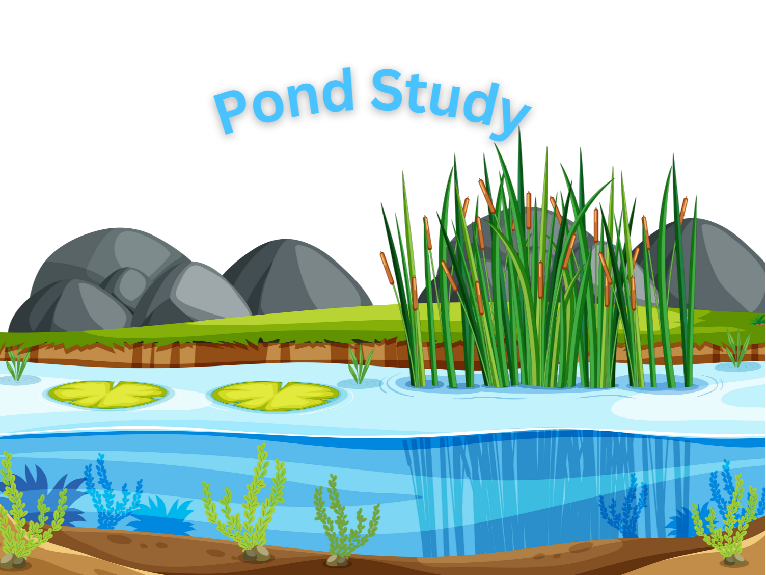 May 2025 Homeschool Programs: Pond Study