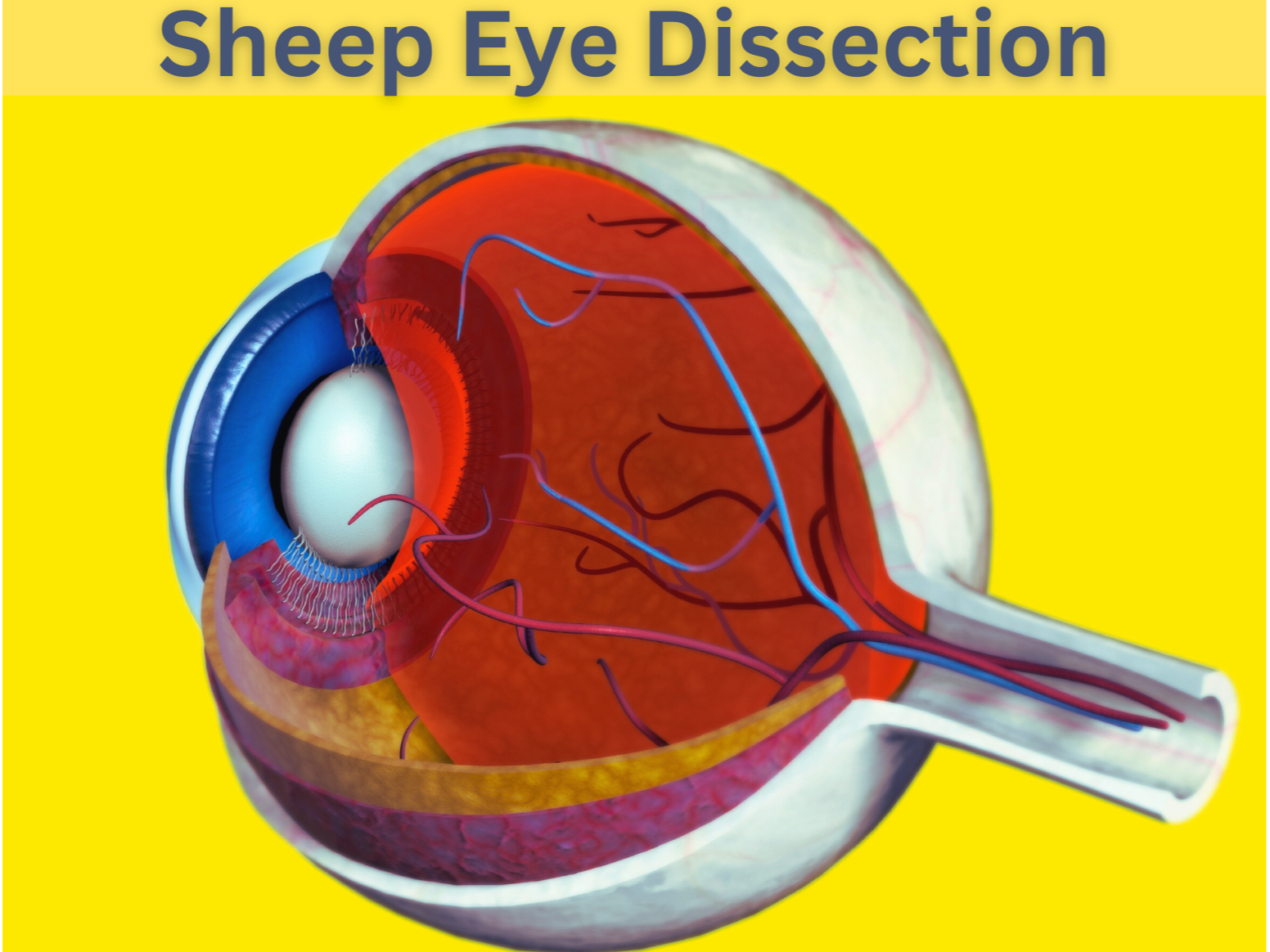 February 2025 Homeschool Programs: Dissections