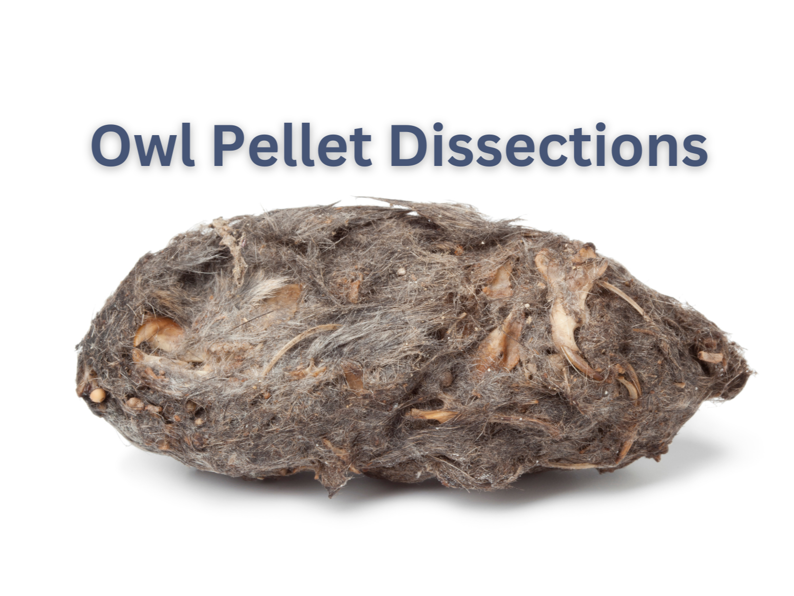 February 2025 Homeschool Programs: Dissections