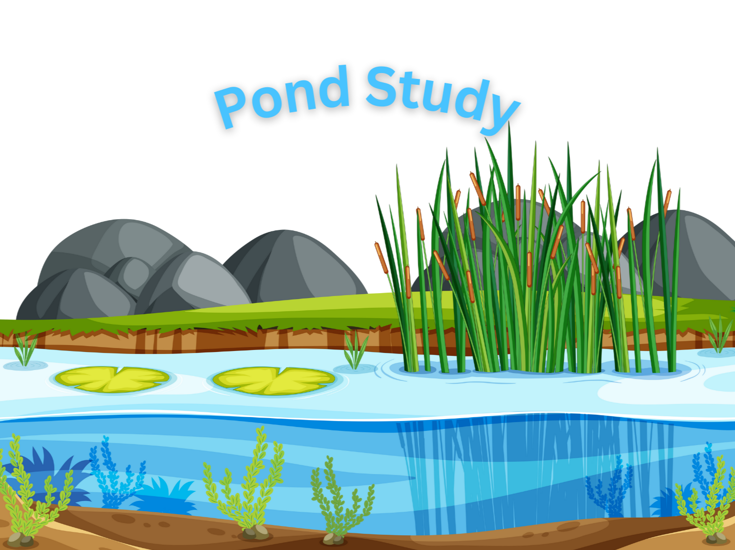 May 2025 Homeschool Programs: Pond Study