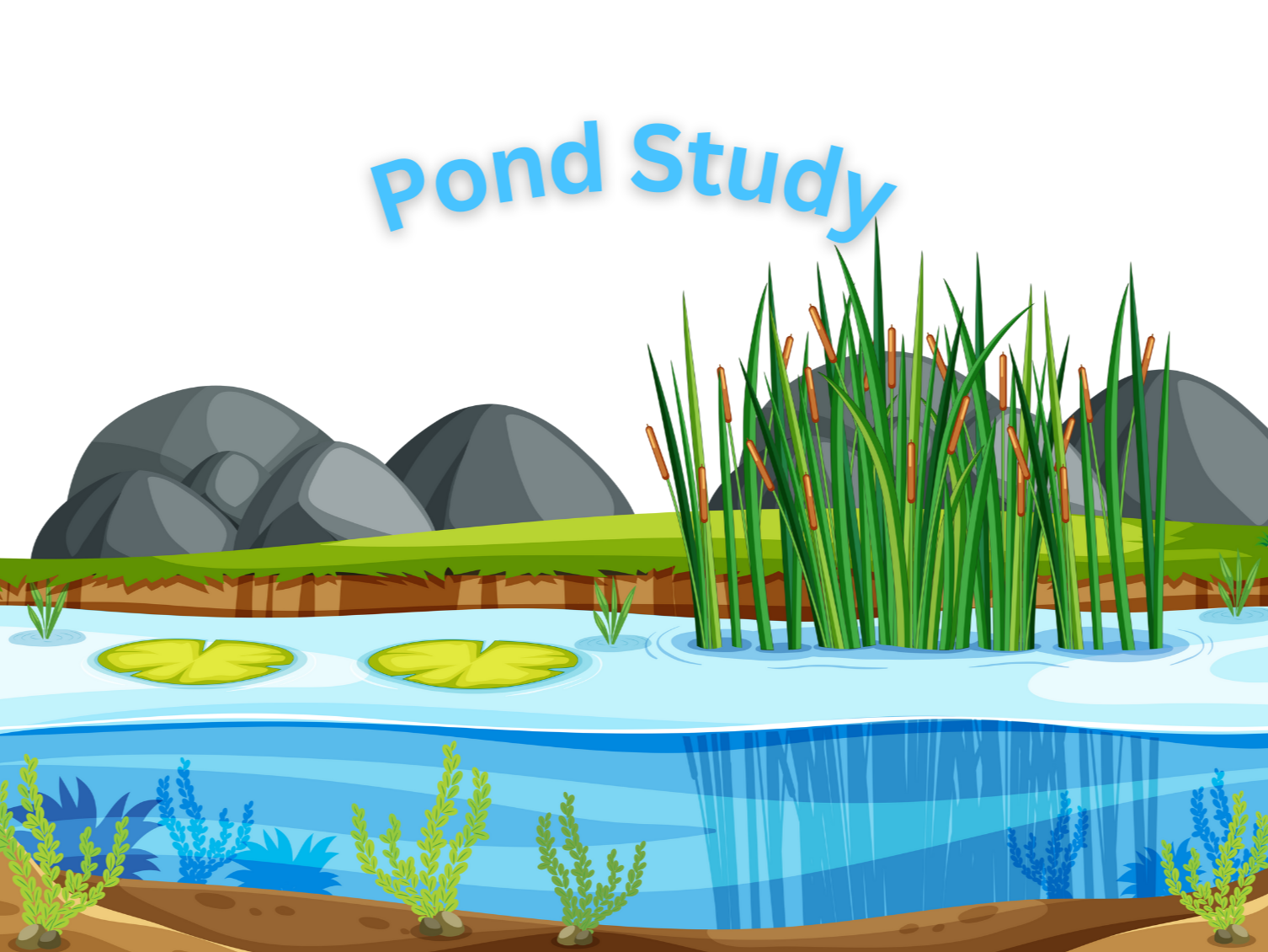 May 2025 Homeschool Programs: Pond Study