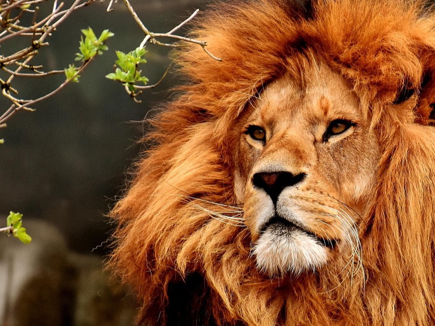 King of Kings Summer Camp - July 2026