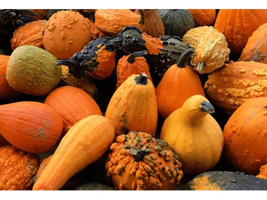 Fall Offerings