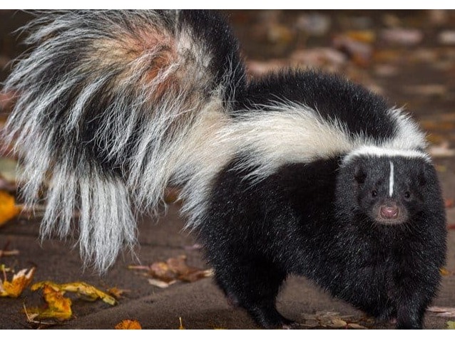 2026 Fall Class Offerings