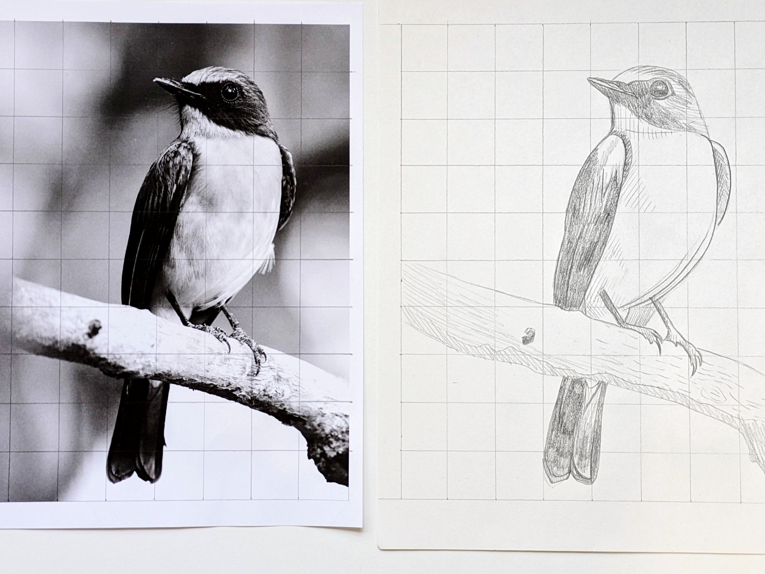 Adult Intro to Drawing with Belinda Moffit FULL COURSE (April 14 - May 12)